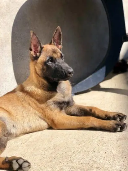 German-Shepherd-laying-on-the-ground