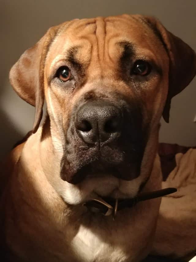 Mastiff-Mix-looking-at-the-camera