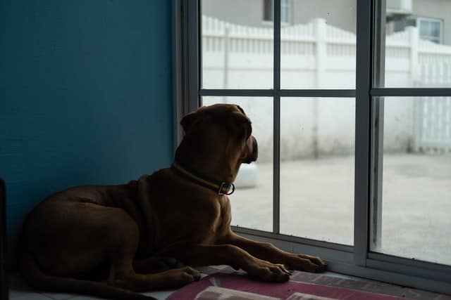 German-Shepherd-Mastiff-Mix-looking-out-the-window