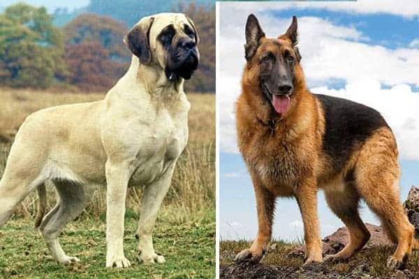 German-Shepherd-Mastiff-Mix