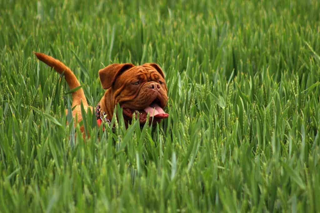 mastiff-dog-standing-in-tall-grass