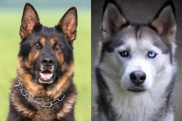 German-Shepherd-Mixes