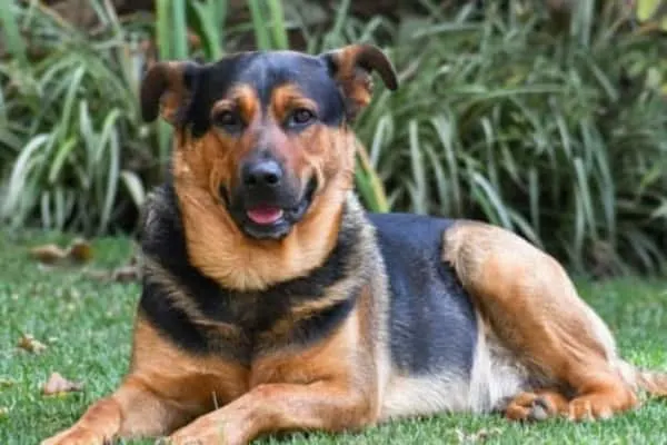 German-Shepherd-Rottweiler-Mix-Breed