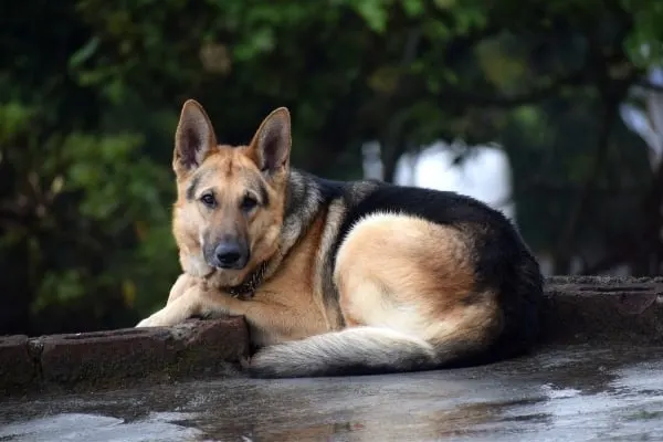 are german shepherds protective to their owners