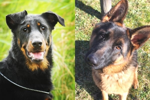 German Shepherd Vs Beauceron How To Get The Better Dog For You