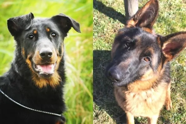 German-Shepherd-vs-Beauceron