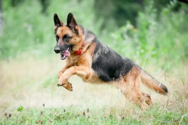 German-Shepherd-Activity