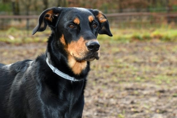 German-Shepherd-vs-Beauceron