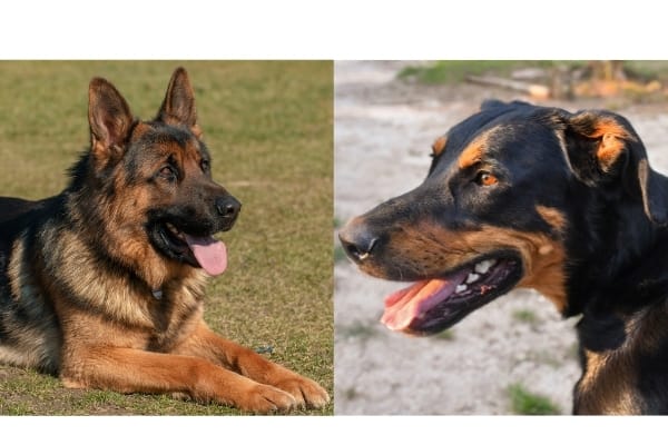 German-Shepherd-vs-Beauceron