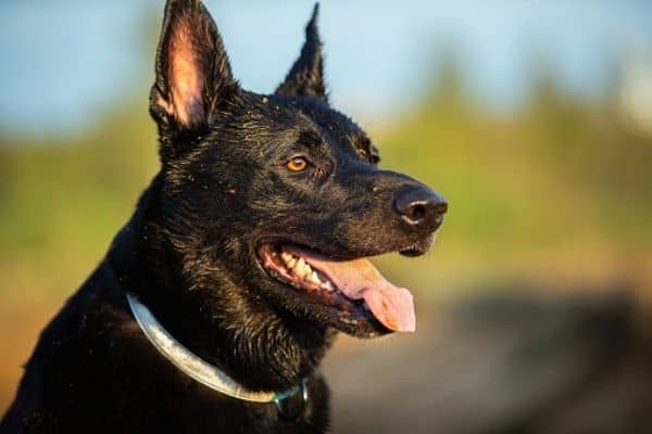 How-Smart-Is-a-Dutch-Shepherd