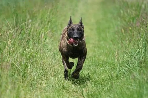 How-Smart-Is-a-Dutch-Shepherd