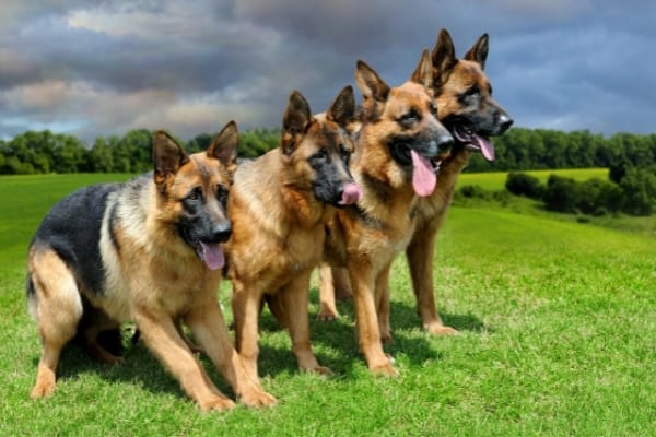 How-to-get-German-Shepherds-to-Calm-Down