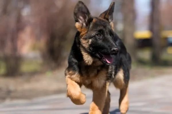 How-to-get-German-Shepherds-to-stay-calm
