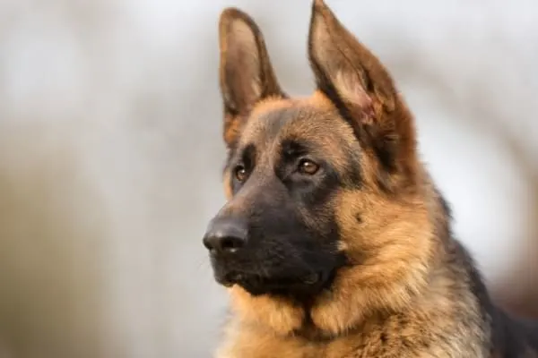 Calming-Down-German-Shepherd