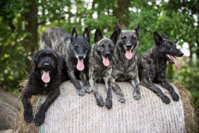 Dutch-Shepherd-as-guard-dog