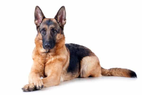 German-shepherd-dog-sitting-with-paws-crossed