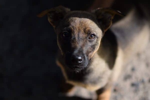 Mini-German-Shepherd-looking-at-camera