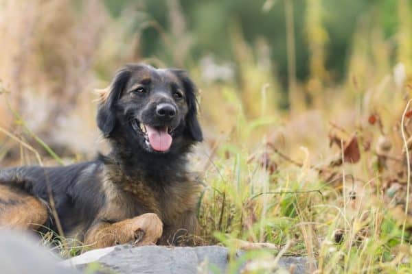 Miniature-German-Shepherd