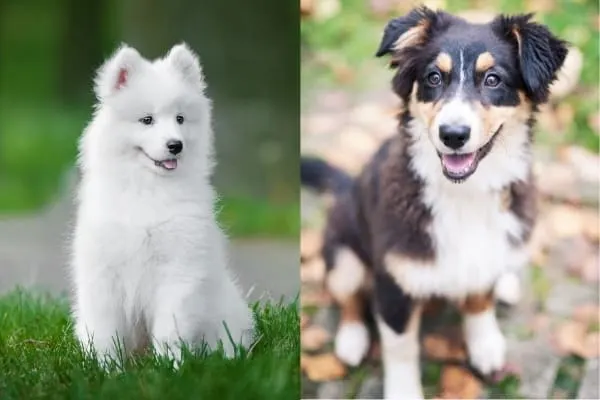 Samoyed-Australian-Shepherd-Mix