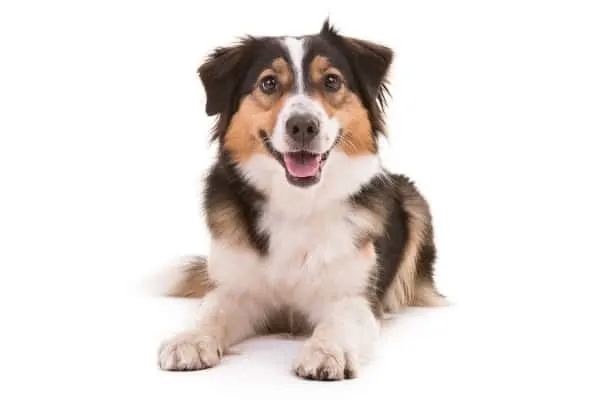 Australian-Shepherd