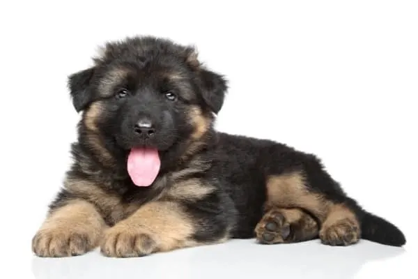 Should-I-Get-a-German-Shepherd