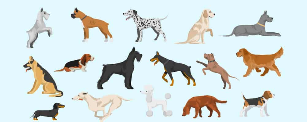 The World’s Most Popular Dog Breeds