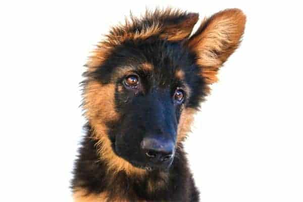 When-to-Switch-a-German-Shepherd-Puppy-to-adult-Dog-Food