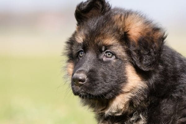 When-to-Switch-a-German-Shepherd-Puppy-to-adult-Dog-Food
