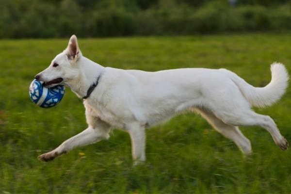 White-Swiss-Shepherd-running-in-the-field