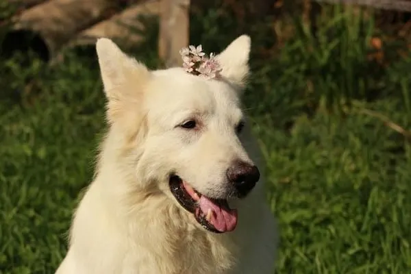 White-Swiss-Shepherd-care-grooming