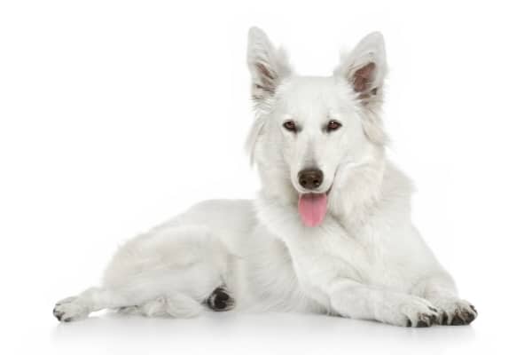 White-Swiss-Shepherd