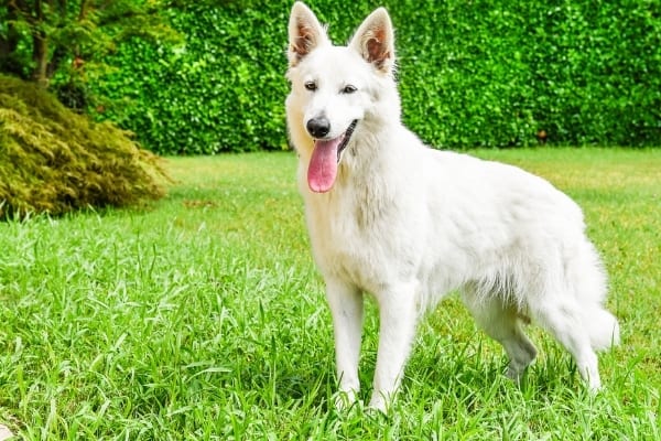 White-Swiss-Shepherd-Personality-and-temperament