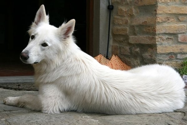 White Swiss Shepherd: The Berger Blanc Suisse Herding Dog