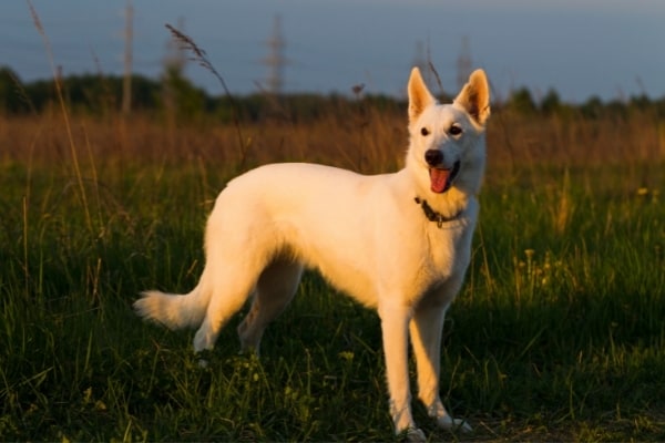 White Swiss Shepherd: The Berger Blanc Suisse Herding Dog