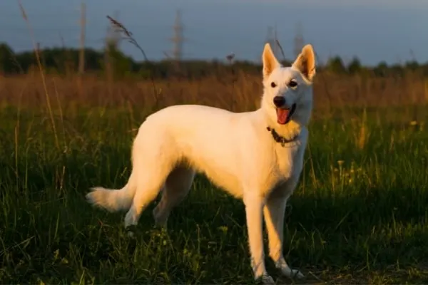 beautiful-berger-blanc-suisse-herding-dog
