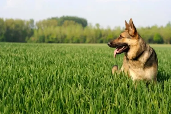 Why-Do-German-Shepherds-Eat-Grass