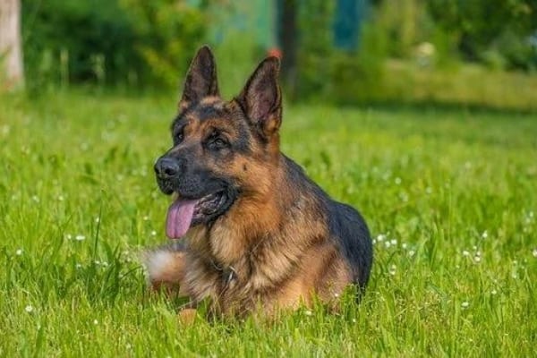 Why-Do-German-Shepherds-Eat-Grass