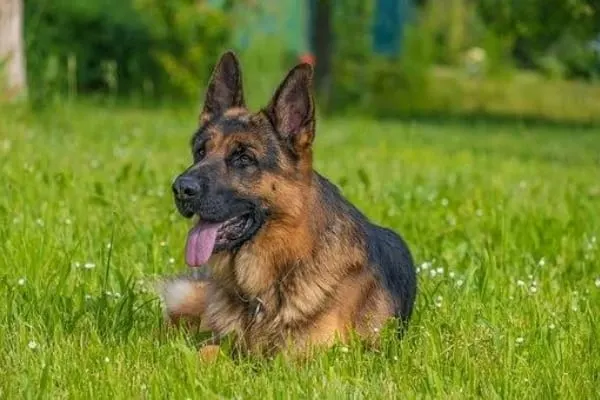 Why-Do-German-Shepherds-Eat-Grass