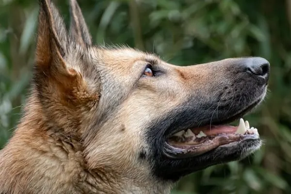 german-shepherd-staring-at-something