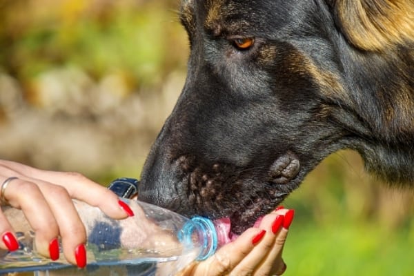 german-shepherd-drinking-water-out-owners-hand 