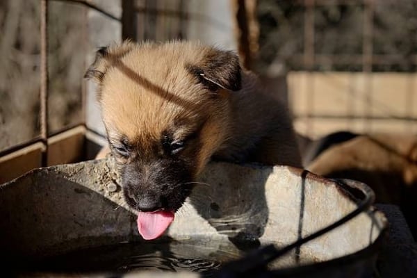 German Shepherd Puppy Drinking Water
