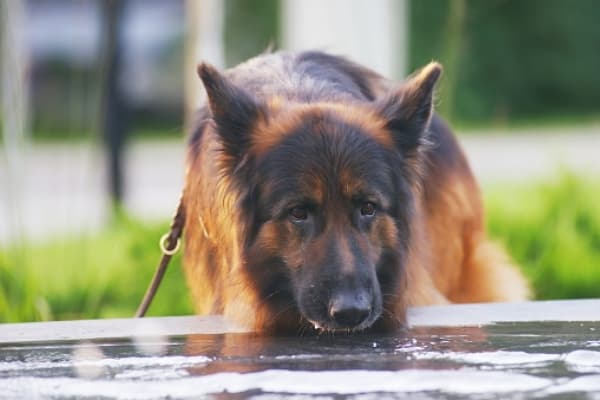 german-shepherd-drinking-water