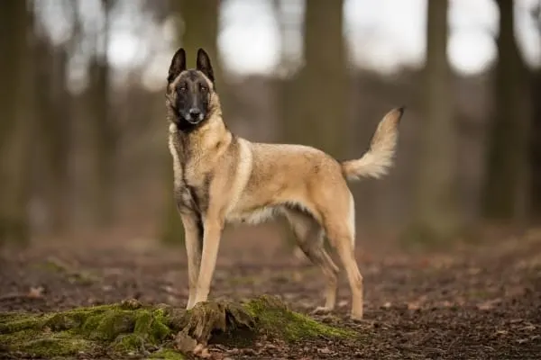 are-belgian-malinois-cuddly