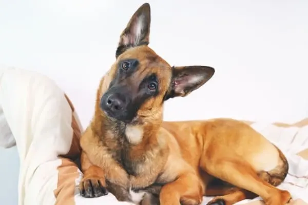 are-belgian-malinois-cuddly