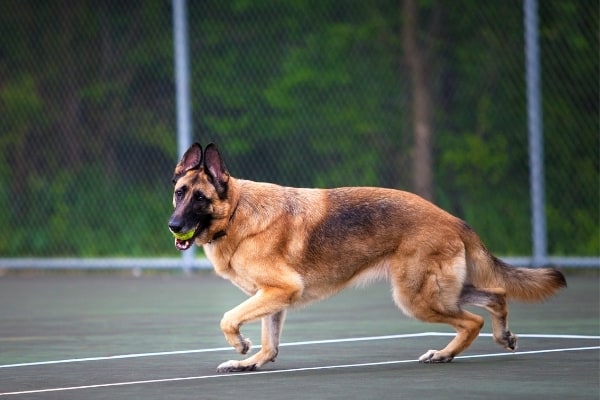 are-german-shepherds-high-maintenance