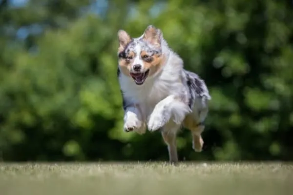 australian-shepherd-running-activity