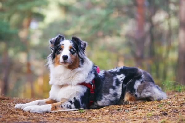 are australian shepherds good with chickens