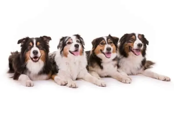 australian-shepherd-dogs