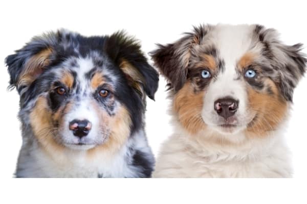 are australian shepherds good with chickens