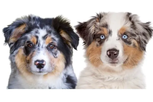 australian-shepherd